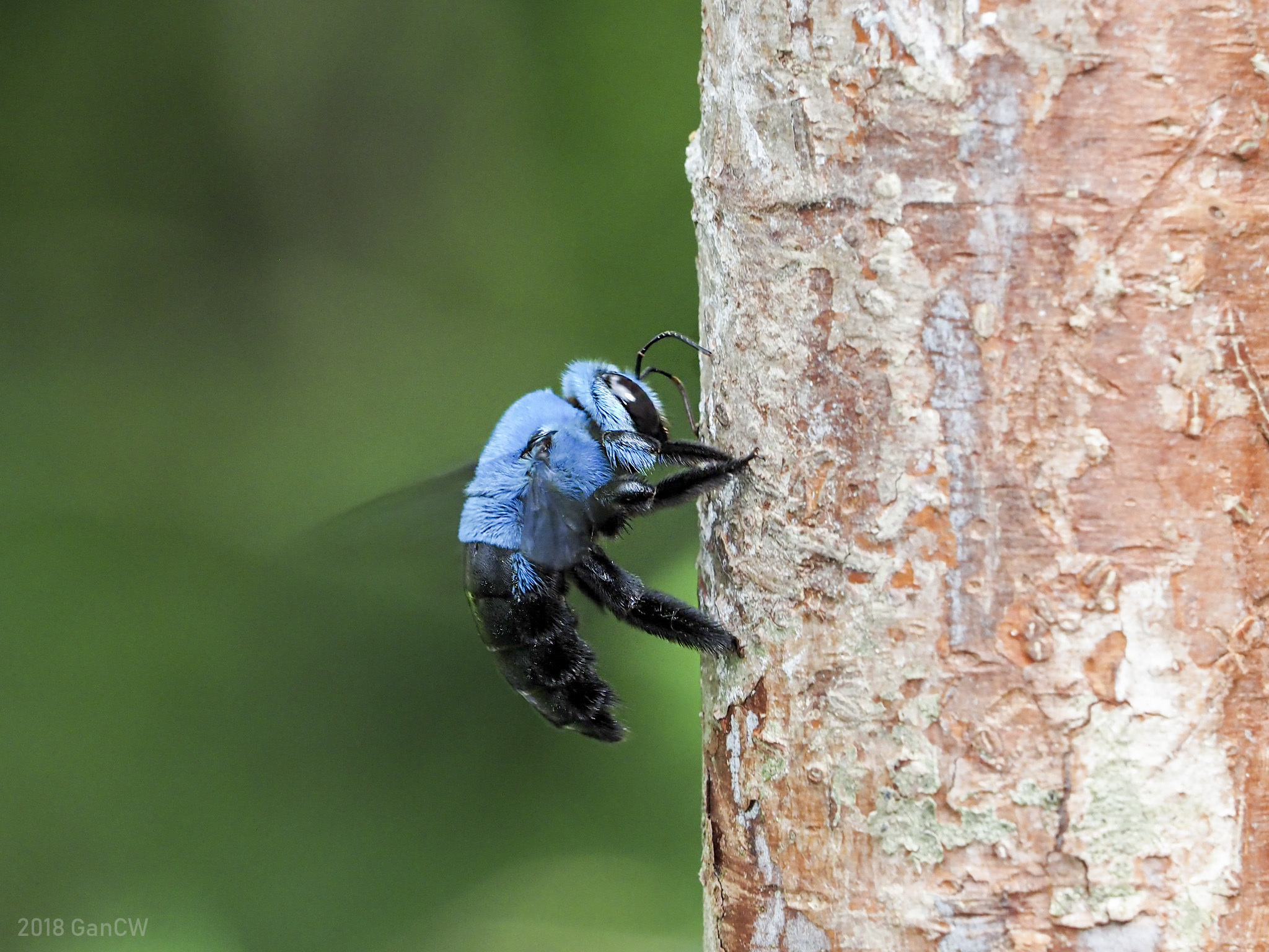 Carpenter Bees (Subfamily Xylocopinae) · iNaturalist