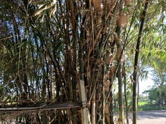 Bambusa beecheyana