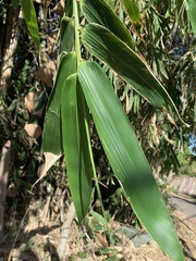 Bambusa beecheyana