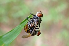 Gymnoclytia