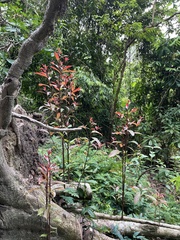 Syzygium myrtifolium