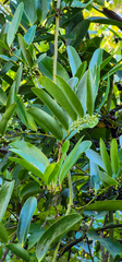 Smilax laurifolia