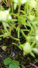 Siloxerus multiflorus