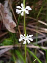 Lomandra integra