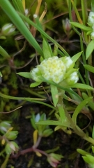 Siloxerus multiflorus