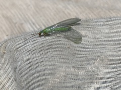 Plesiochrysa ramburi