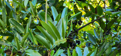 Smilax laurifolia