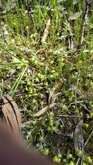 Siloxerus multiflorus