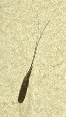 Oecetis australis