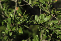 Quercus fusiformis