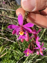 Epidendrum arachnoglossum