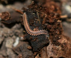 Gosodesmus claremontus