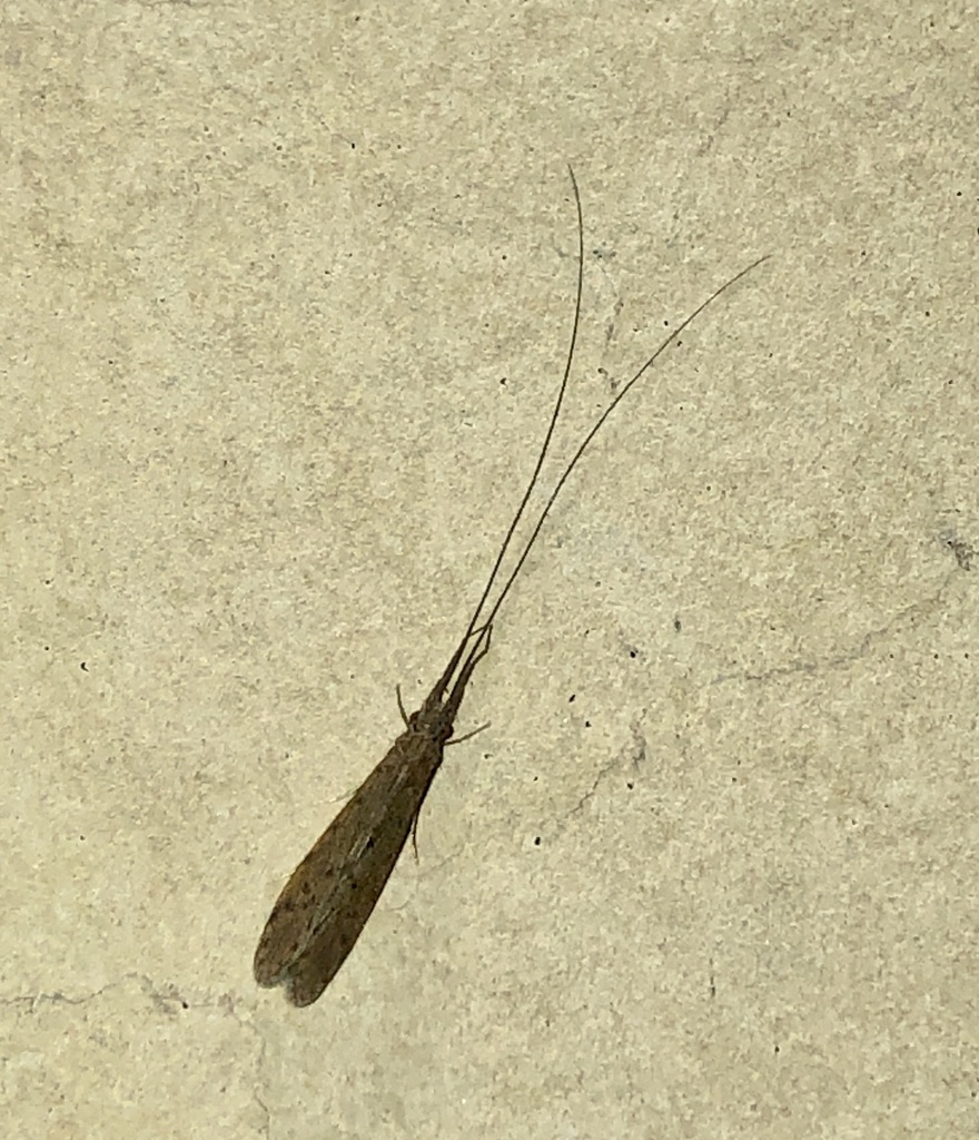 Oecetis australis