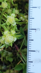 Siloxerus multiflorus