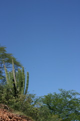 Pachycereus pecten-aboriginum
