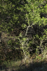 Quercus fusiformis