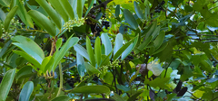 Smilax laurifolia