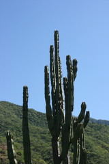 Stenocereus montanus