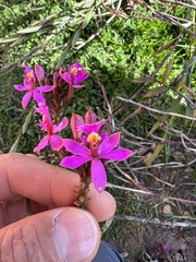 Epidendrum arachnoglossum