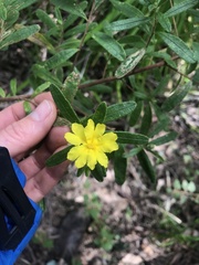 Hibbertia furfuracea