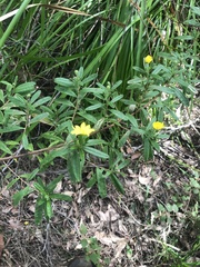 Hibbertia furfuracea