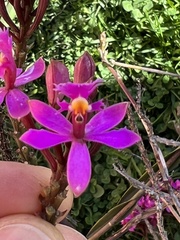 Epidendrum arachnoglossum