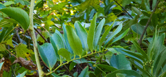 Smilax laurifolia