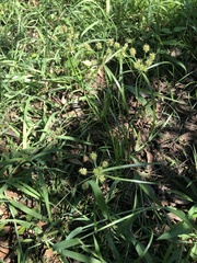 Cyperus croceus