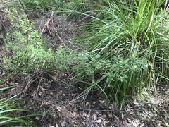 Hibbertia furfuracea