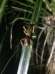 Hemideina crassidens