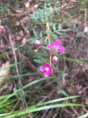Boronia gracilipes