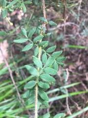Boronia gracilipes