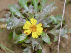 Thymophylla micropoides