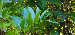 Smilax laurifolia
