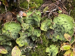 Peltigera britannica