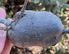 Callirhytis quercussuttoni