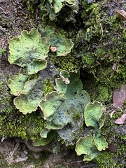 Peltigera britannica