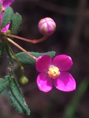 Boronia gracilipes