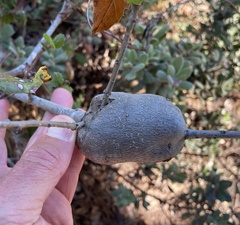 Callirhytis quercussuttoni