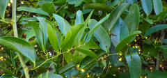 Smilax laurifolia