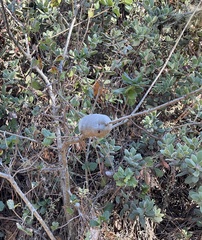 Callirhytis quercussuttoni