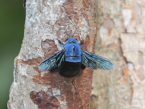 Large Carpenter Bees (Genus Xylocopa) · iNaturalist