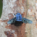 דבורת עץ - Photo (c) CheongWeei Gan,  זכויות יוצרים חלקיות (CC BY-NC)