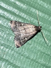 Tetanolita mynesalis