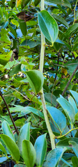 Smilax laurifolia