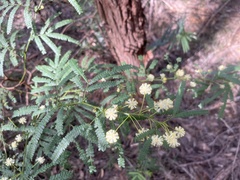 Acacia pentadenia