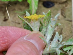 Thymophylla micropoides