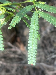 Acacia pentadenia