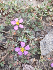 Fagonia chilensis