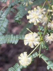 Acacia pentadenia